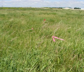 Wetland Delineation